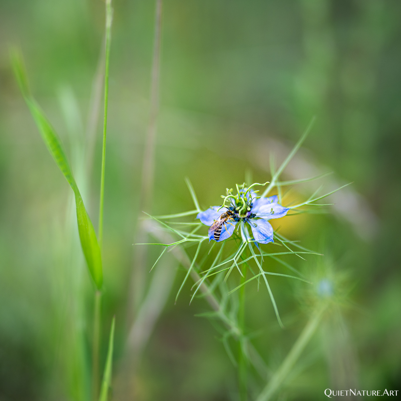 Nigella Damascena