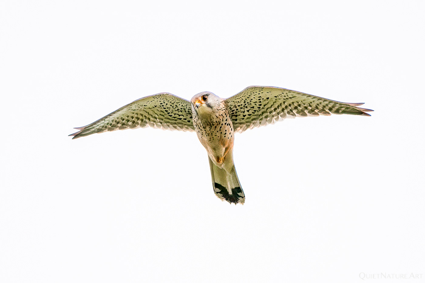 Turmfalke - European Kestrel