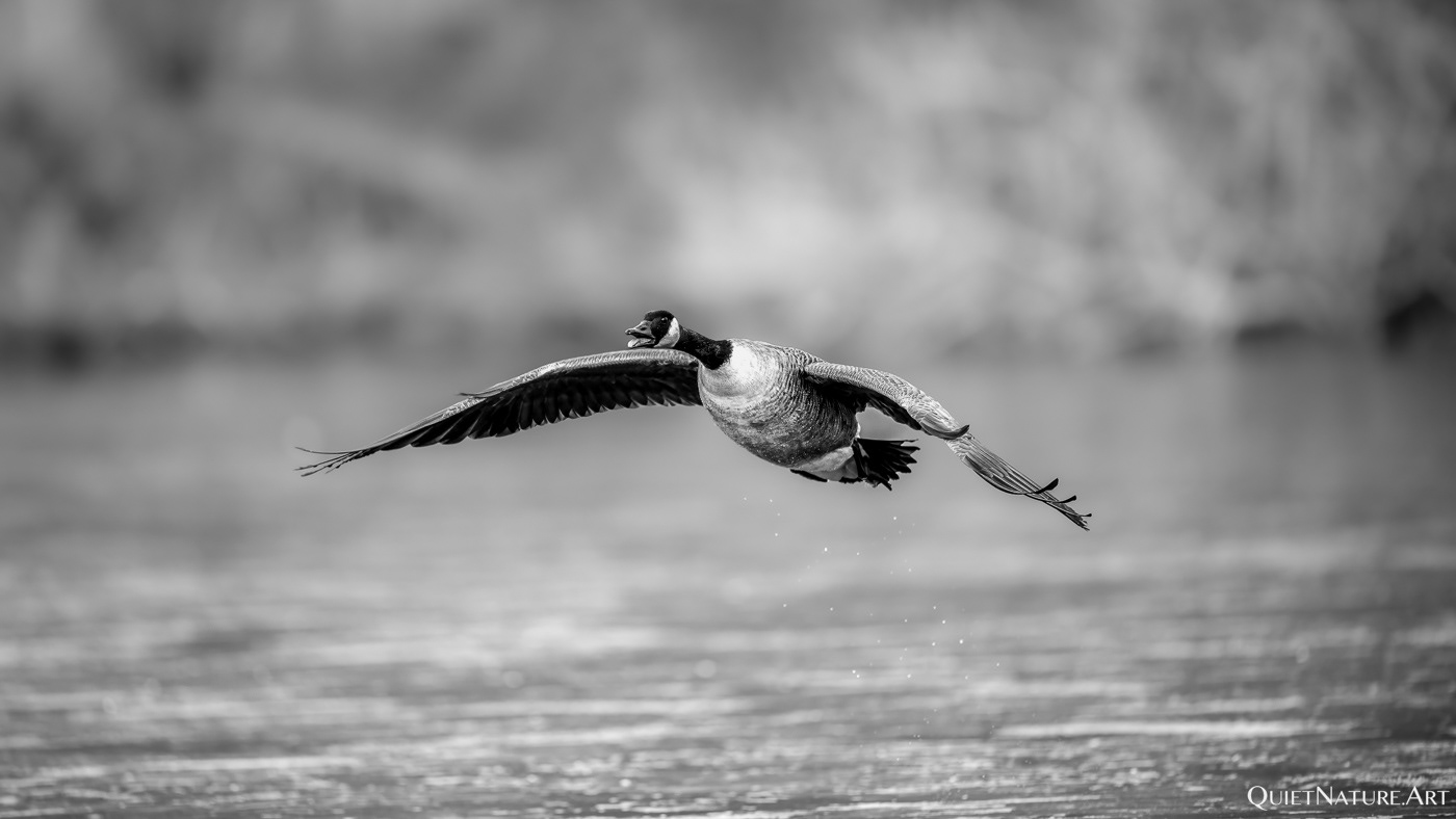 Air Canada approaching