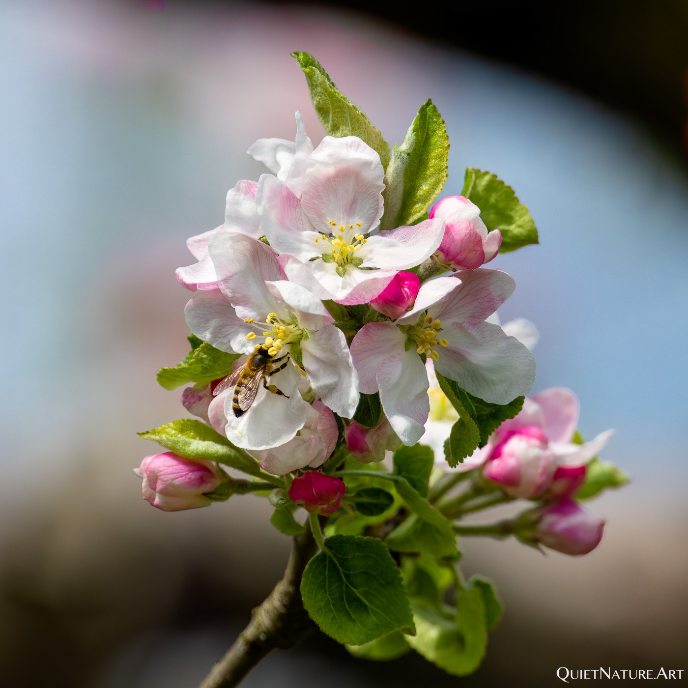 Apfelblüte 1