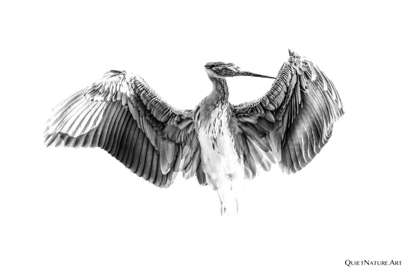 Preening
