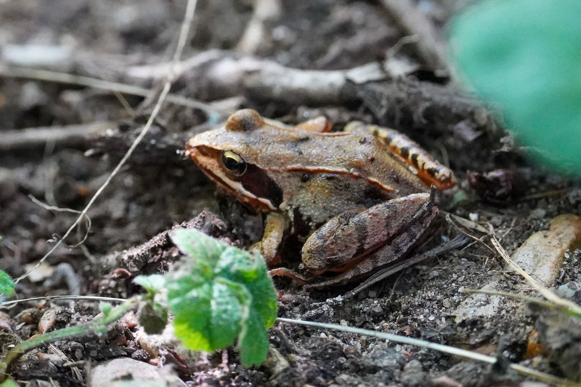 Grasfrosch