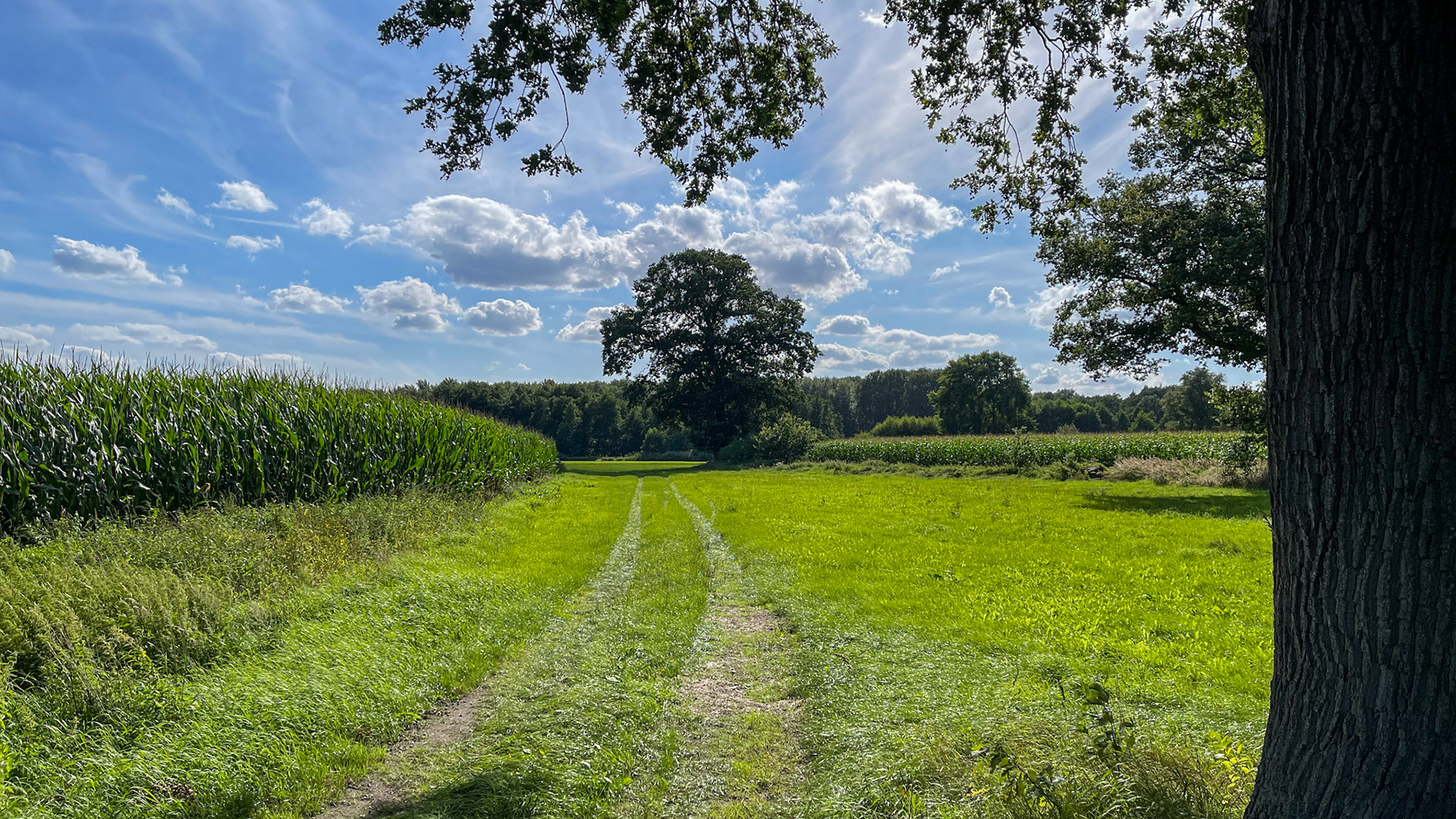 Naturpark Lauenburgische Seen in der Nähe von Fitzen