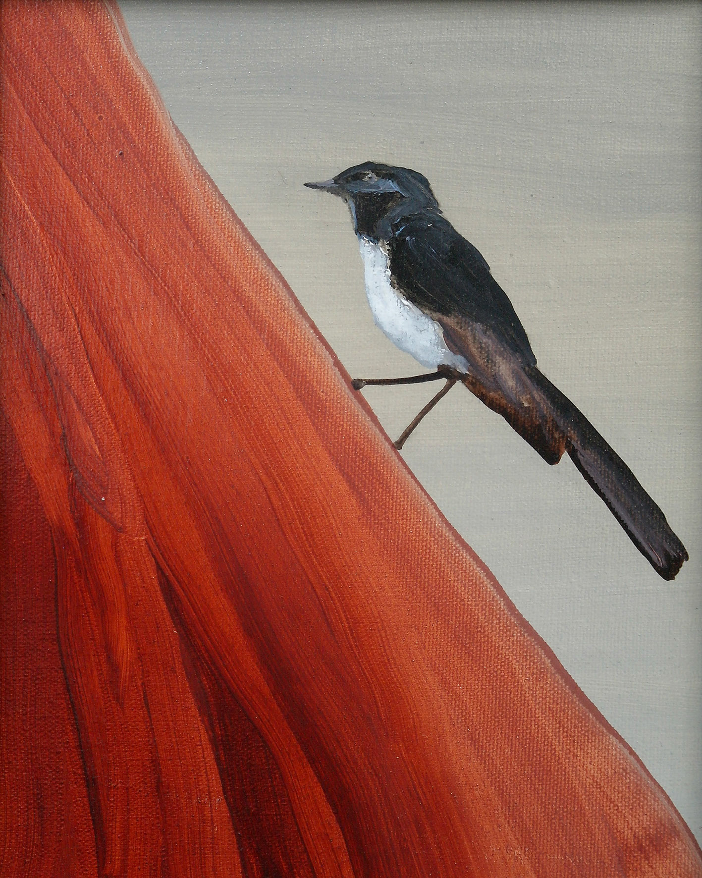Study Willi Wagtail 1
