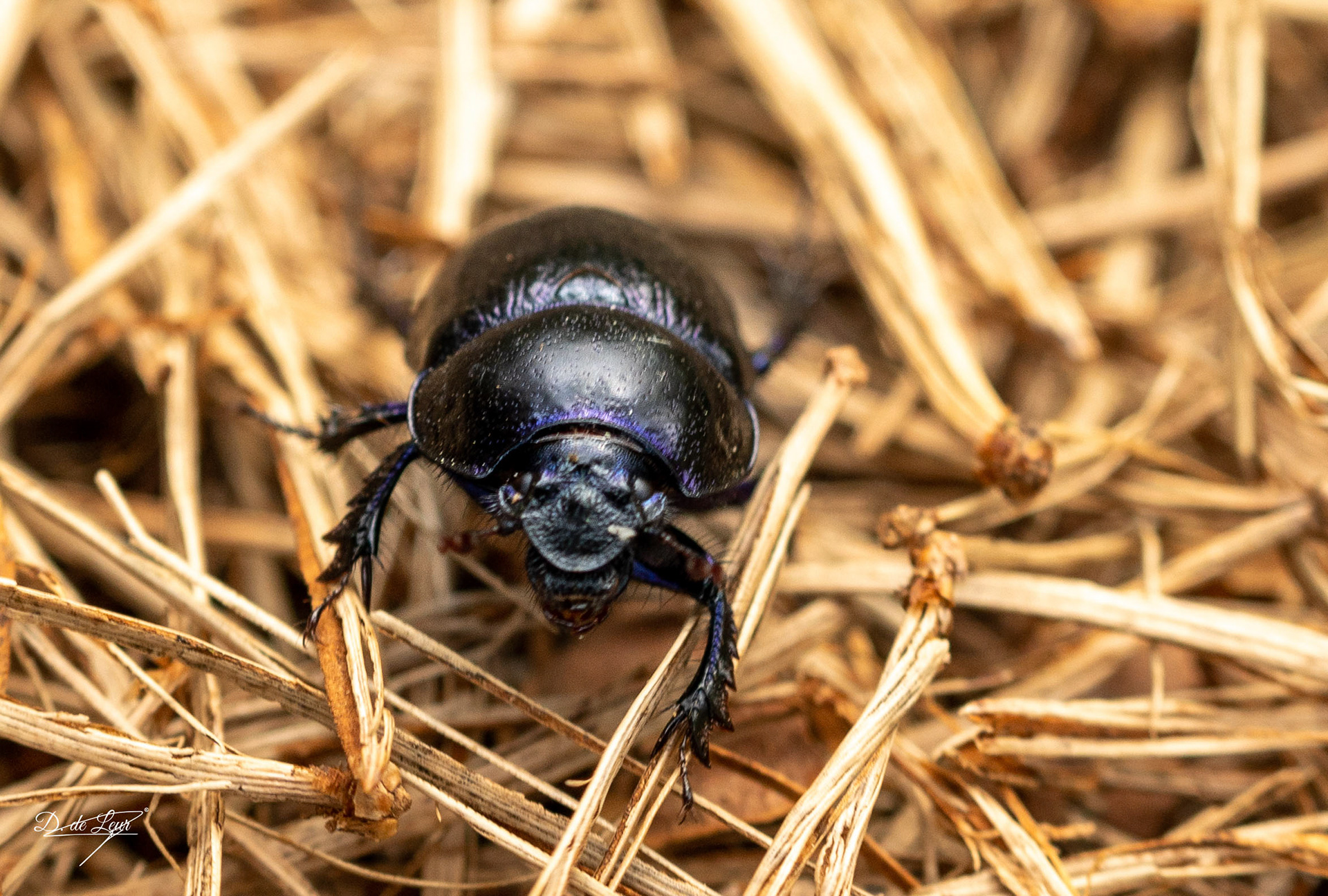 Dung beetle