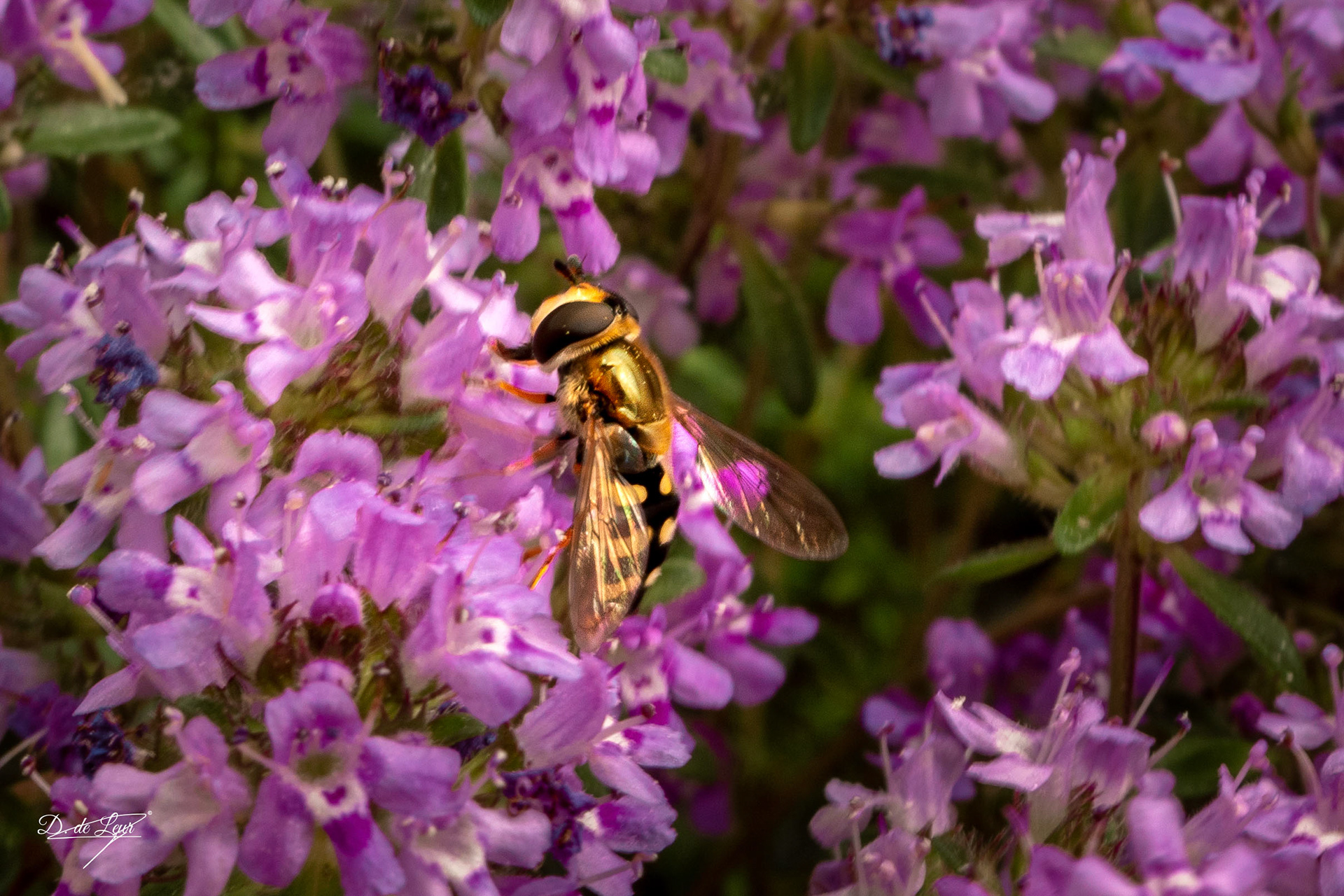Hover fly