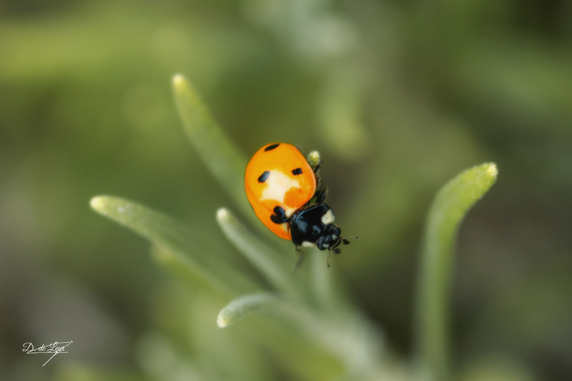 Ladybug