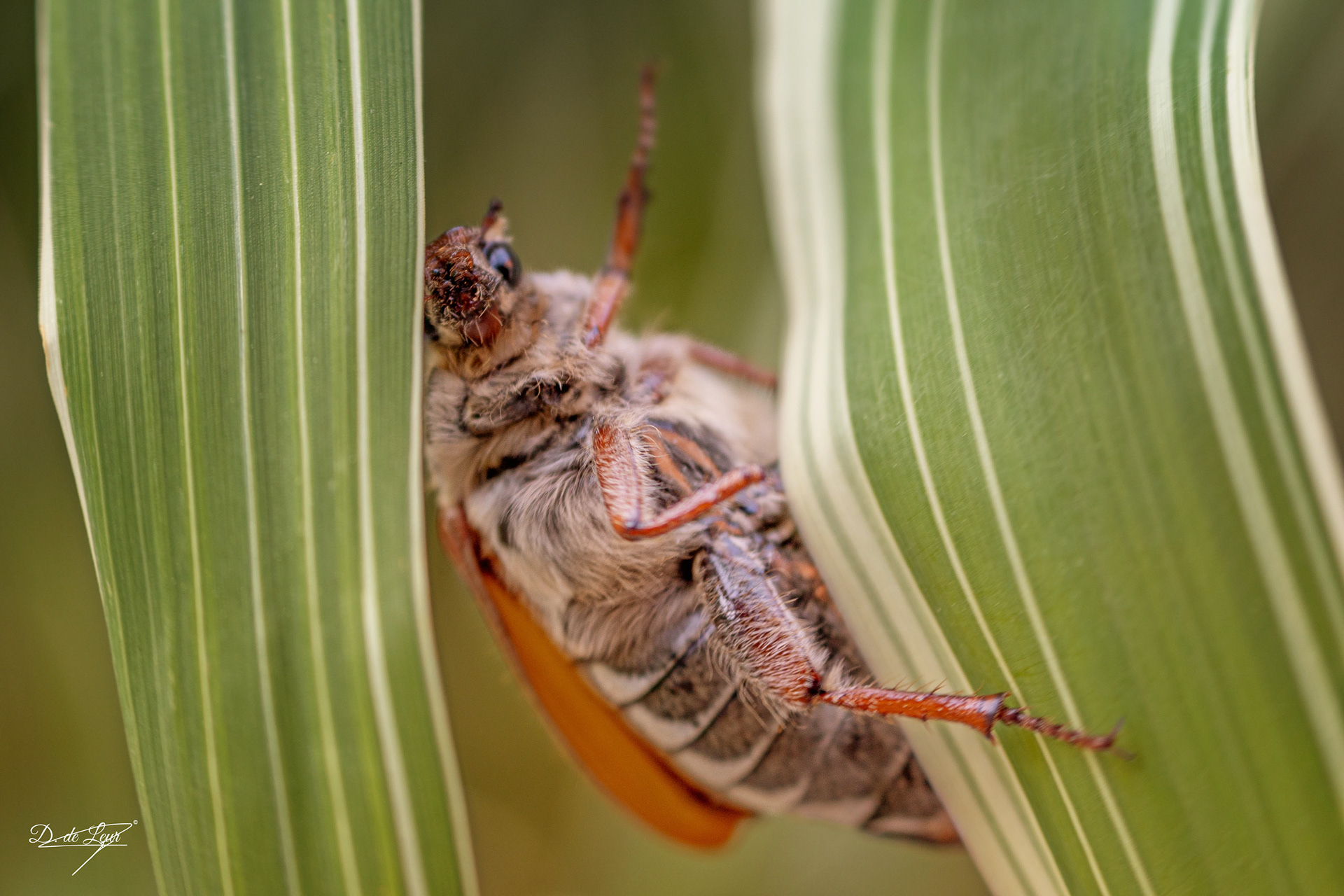 Cockchafer