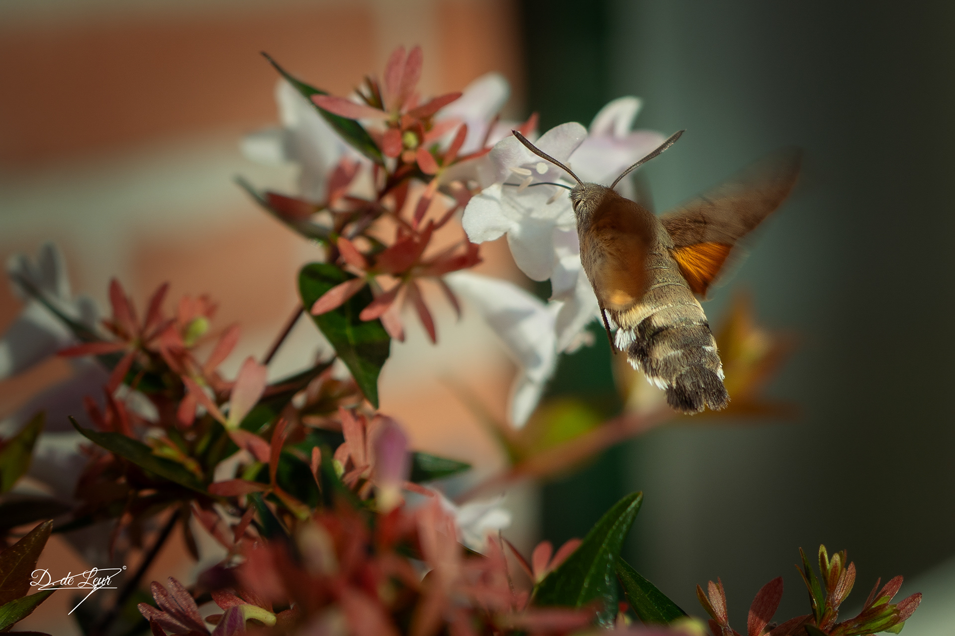 Hummingbird butterfly