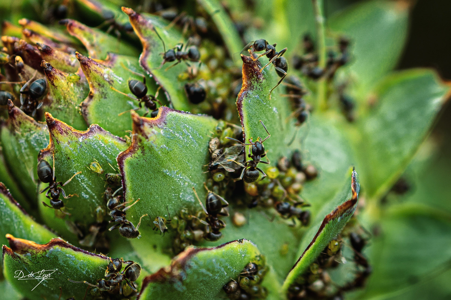 Ants