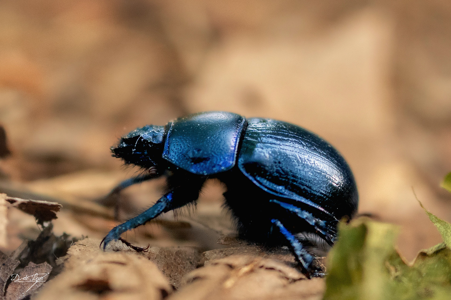 Dung beetle