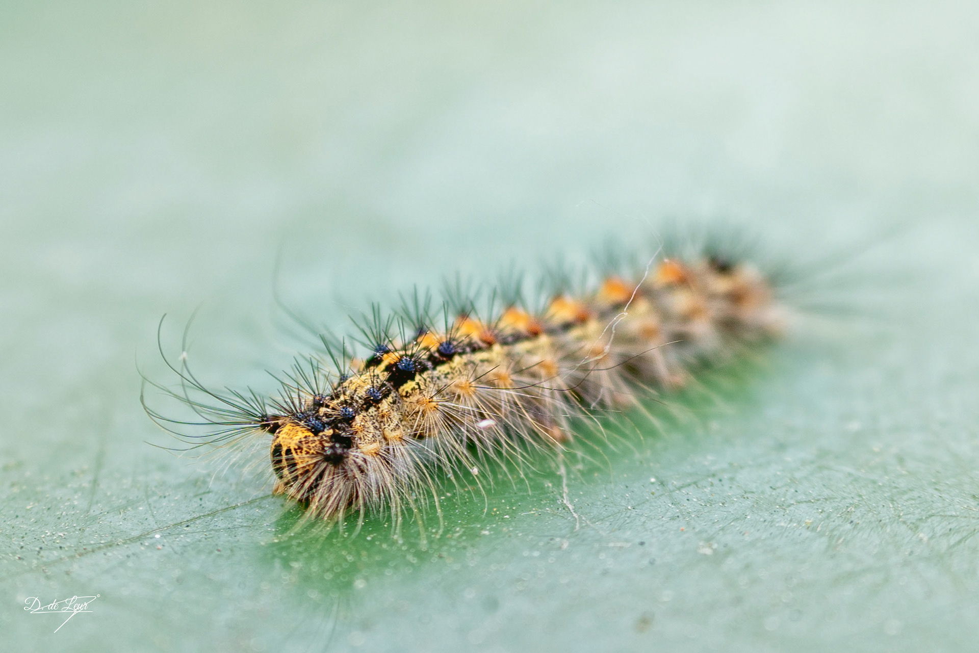 Gypsy moth larvae
