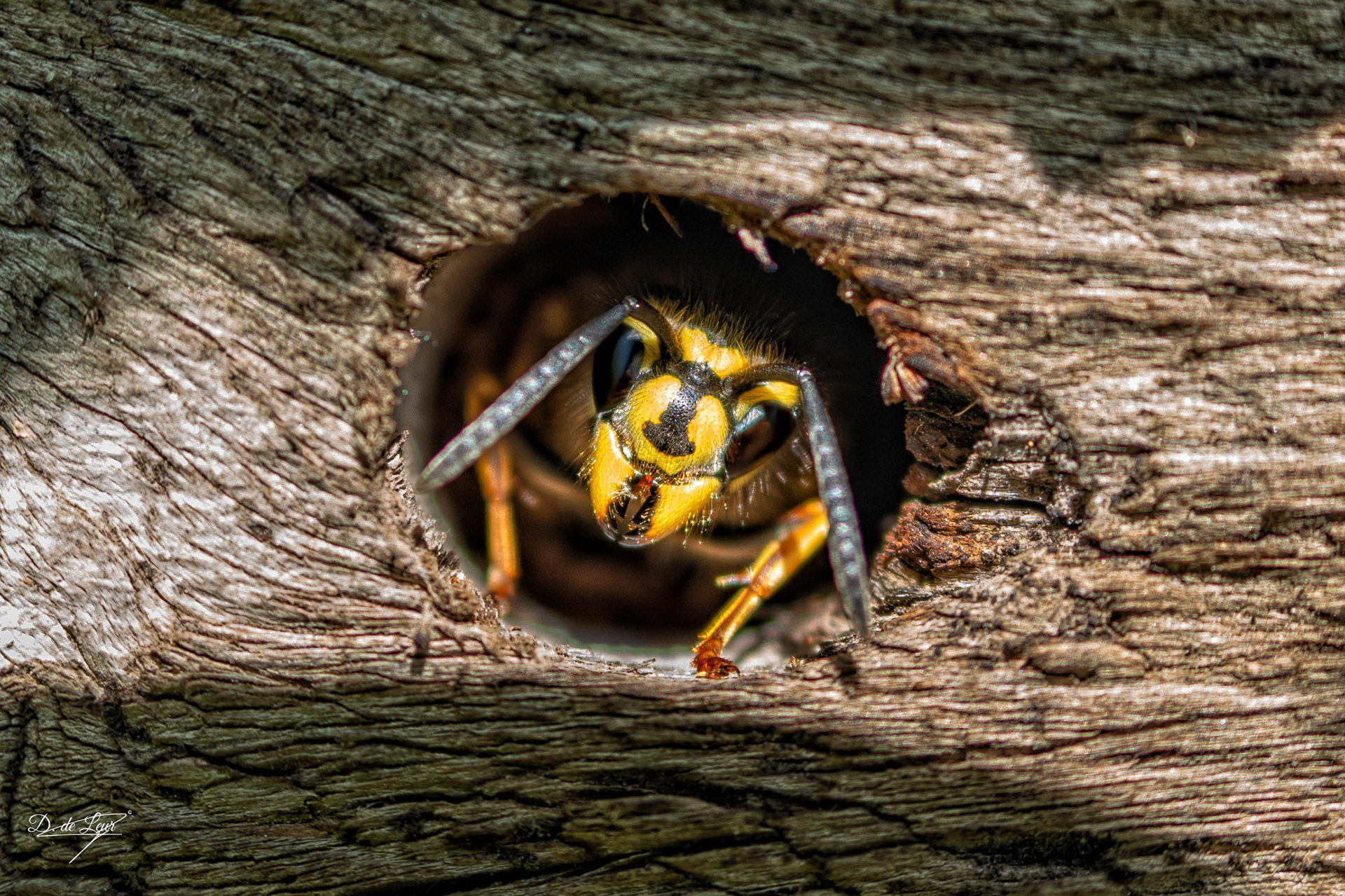 Wasp