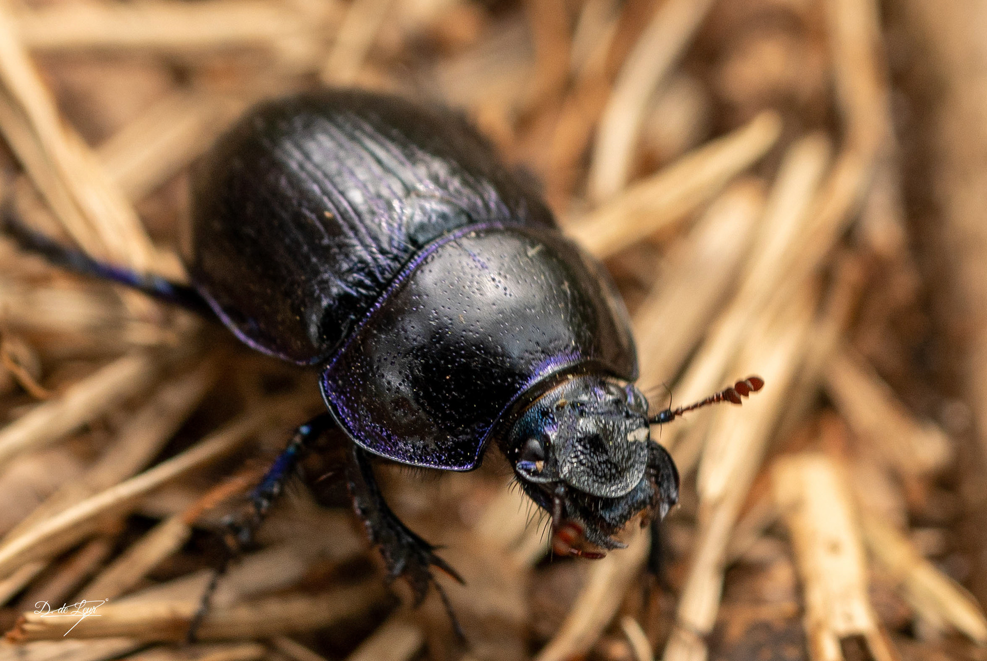 Dung beetle