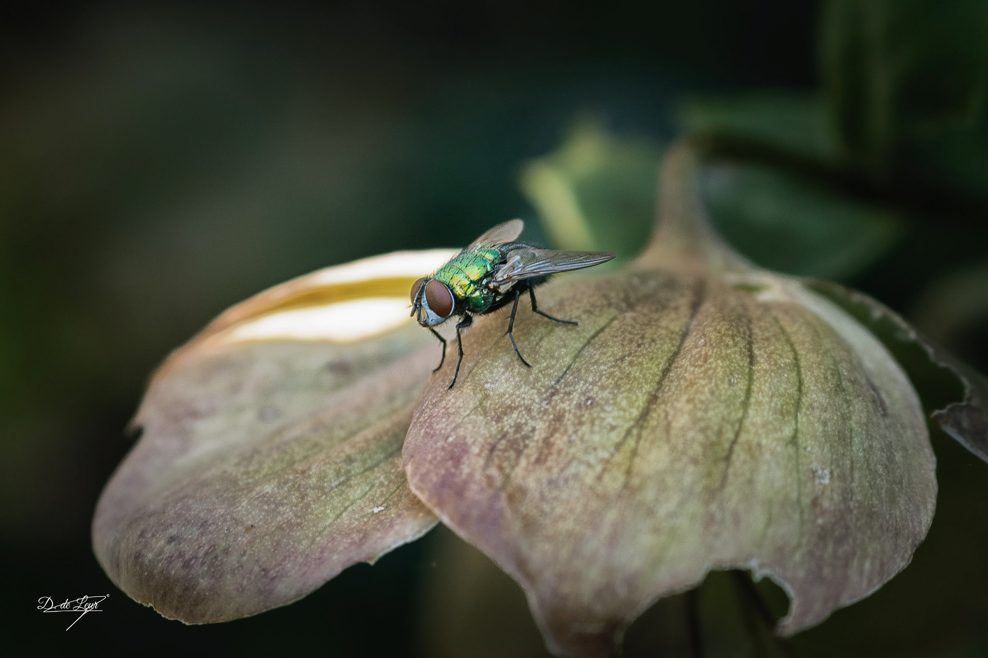 Green bottle fly