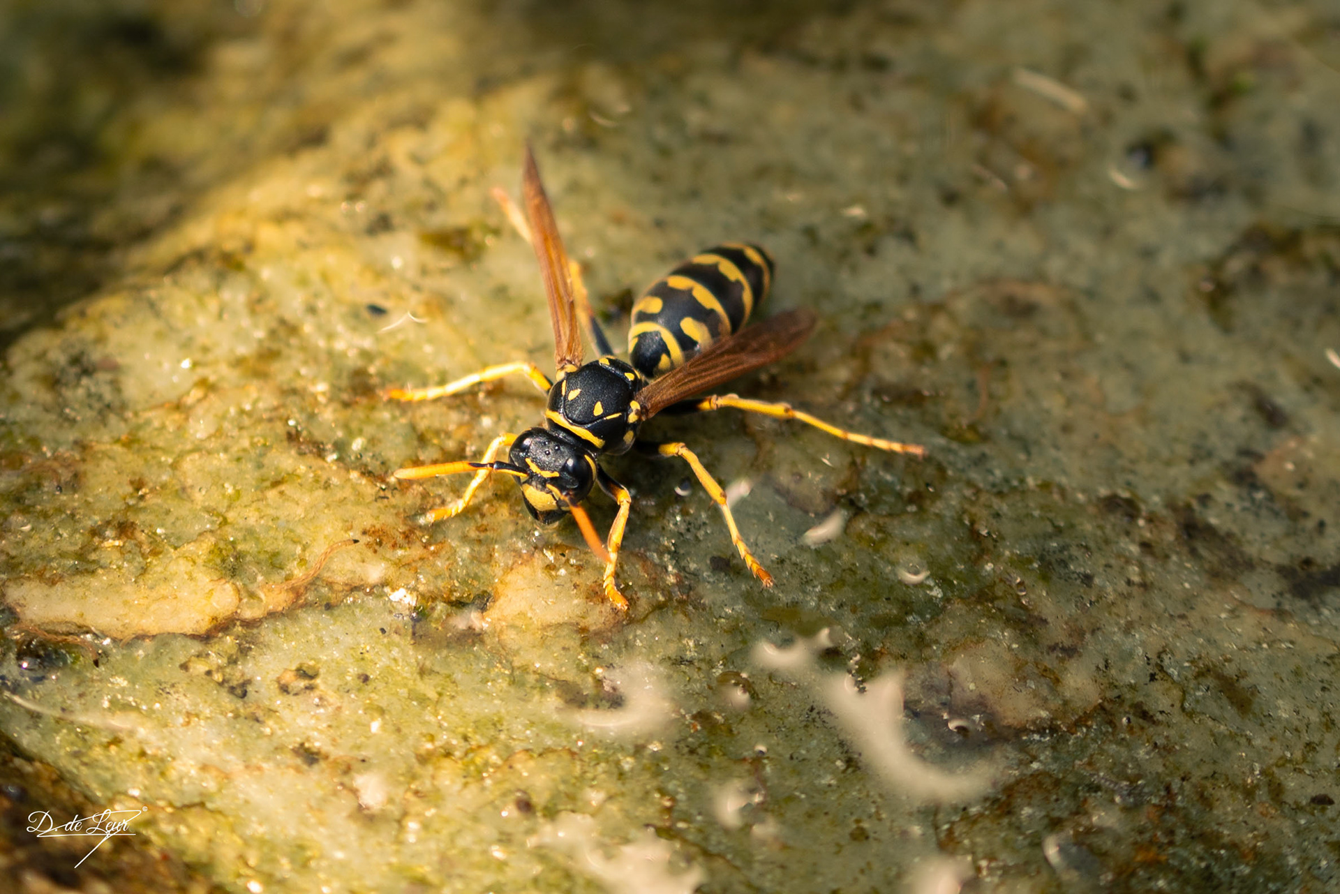 Wasp