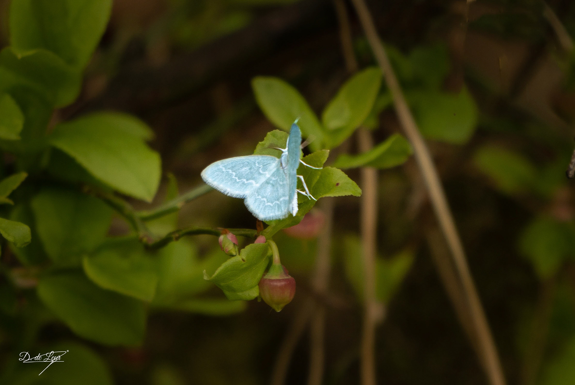 Geometrinae