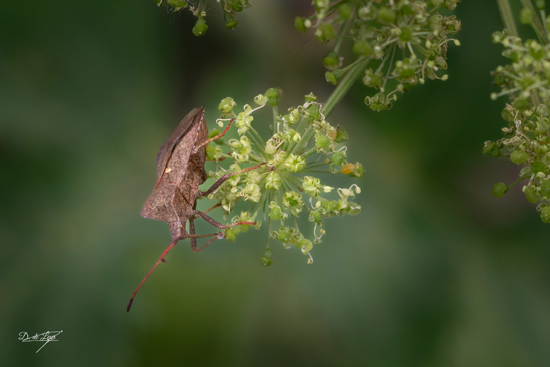 Brown marmorated stink bug
