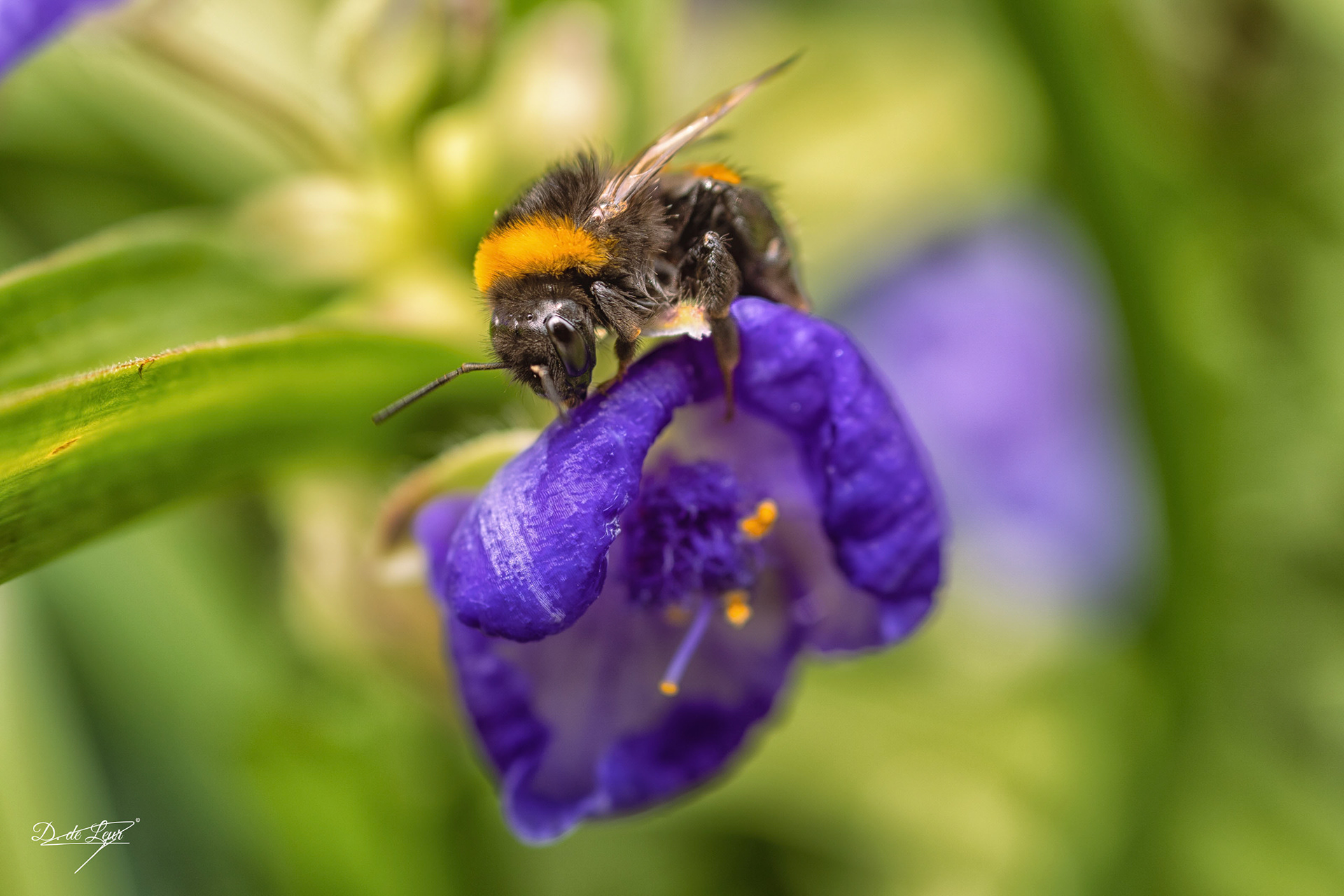 Bumblebee