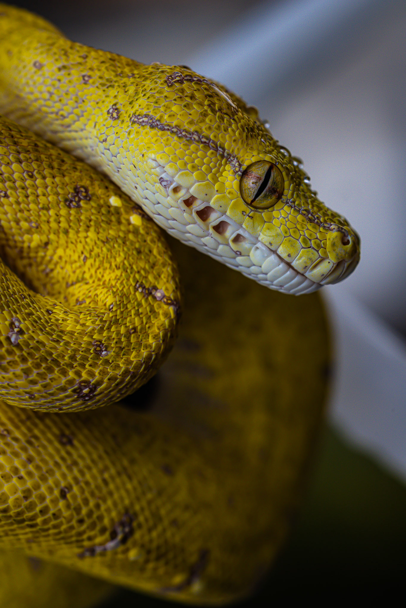 Loki - Morelia Viridis - Localité Aru 🐍