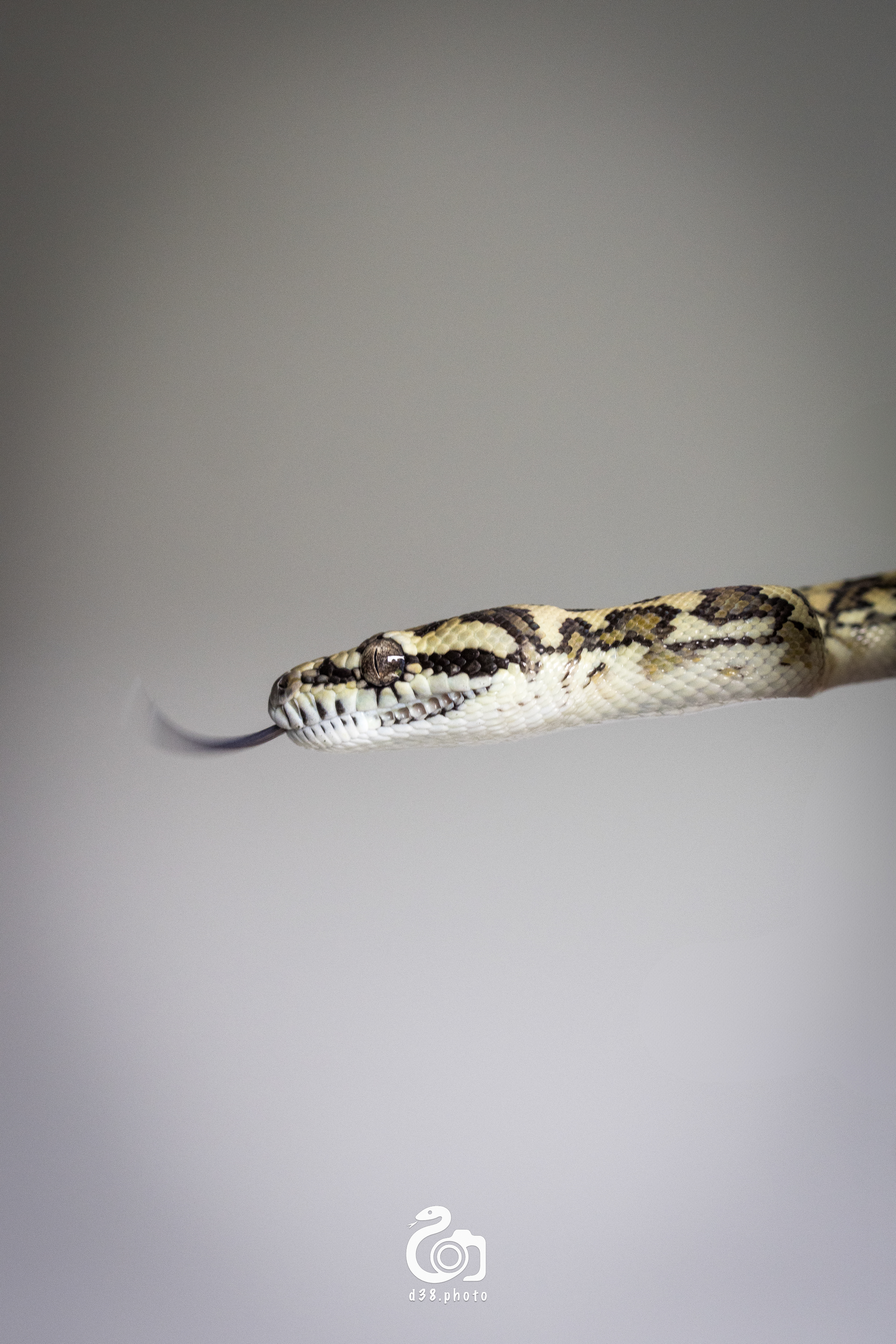 Morelia Spilota - Harissoni 🐍