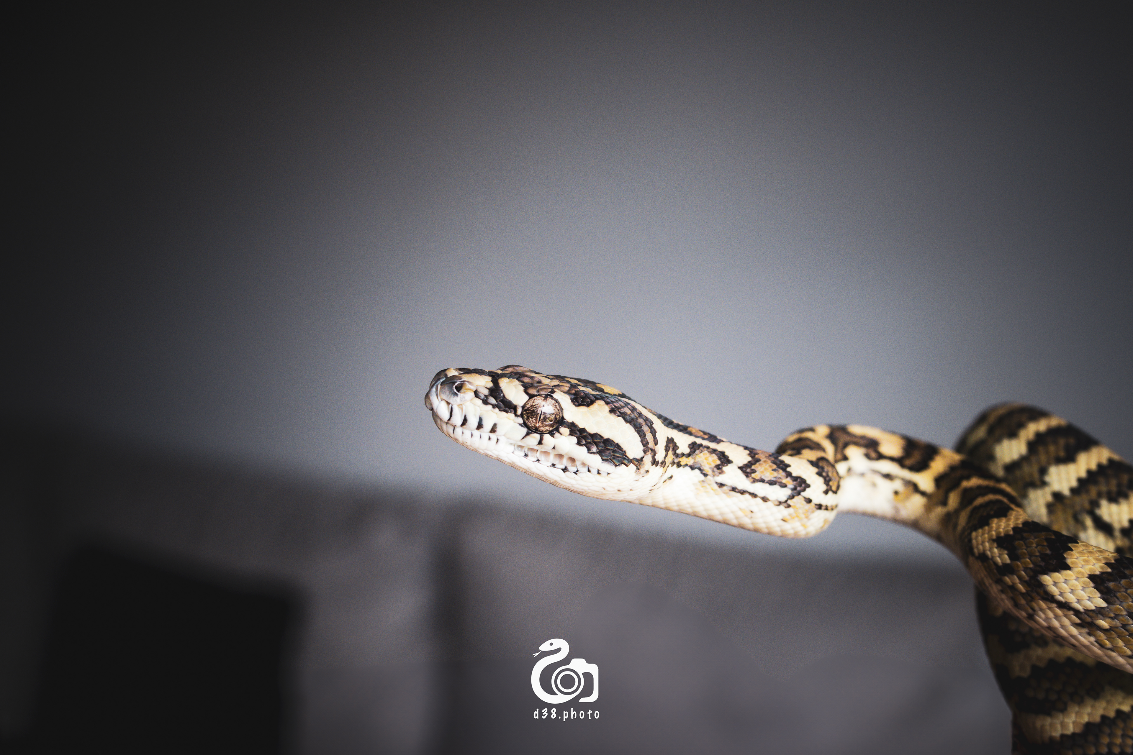 Morelia Spilota - Harissoni 🐍
