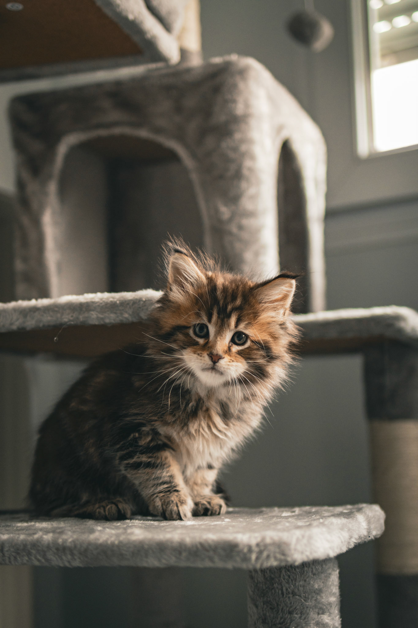 Arès - Main Coon