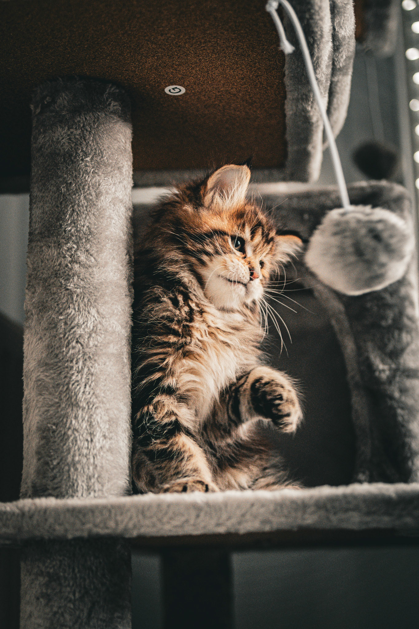 Arès - Main Coon