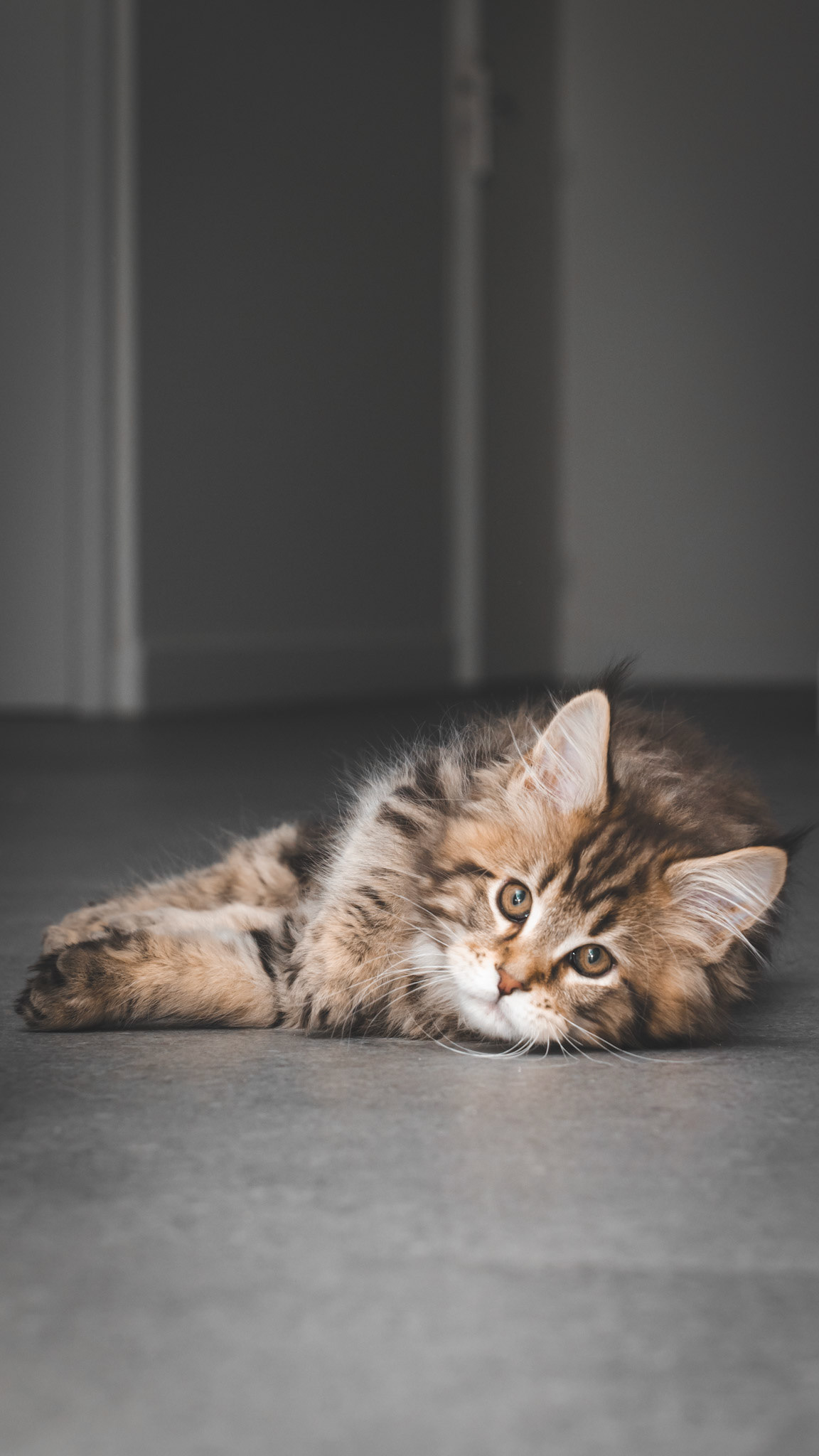 Arès - Main Coon