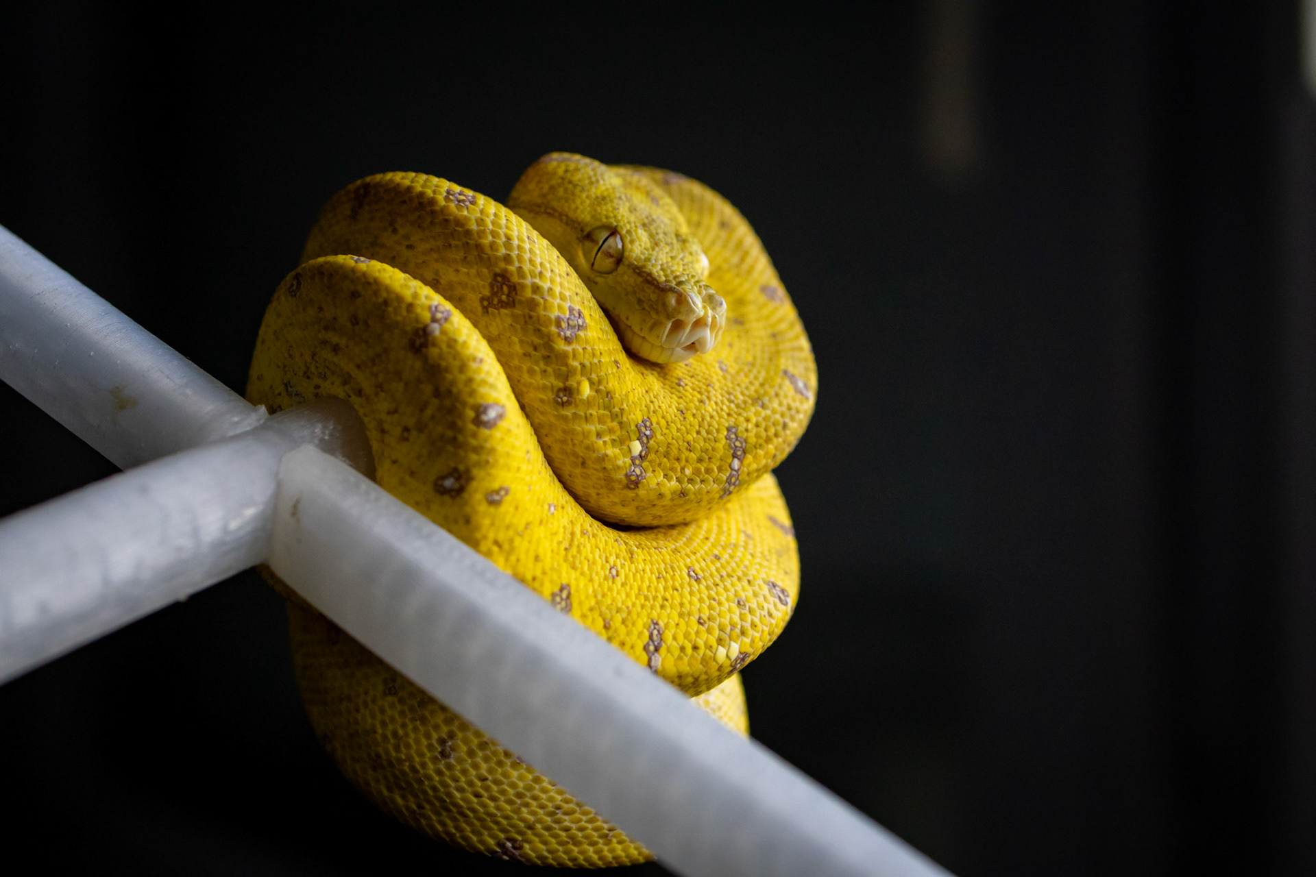 Loki - Morelia Viridis - Localité Aru 🐍