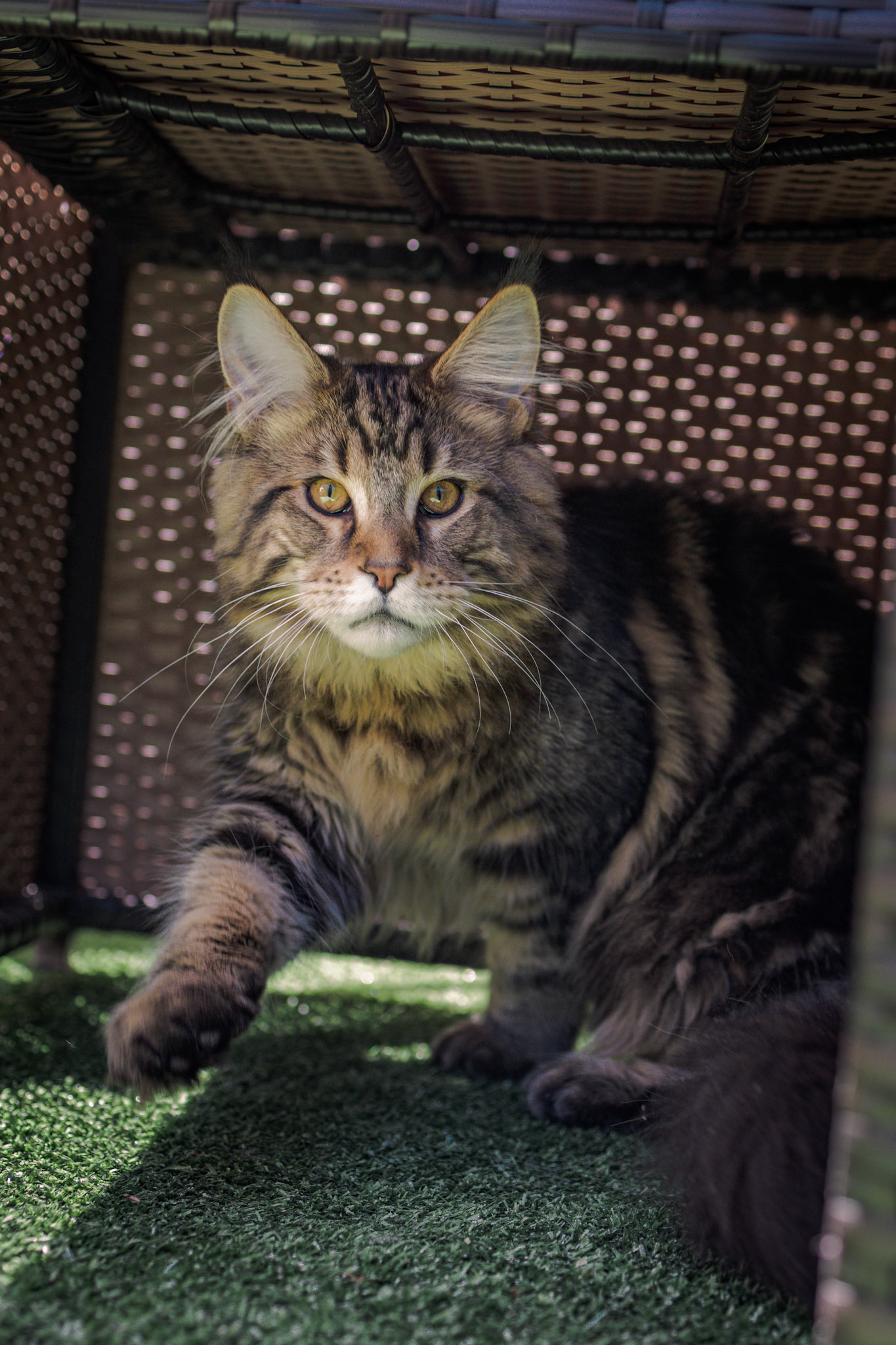 Arès - Main Coon