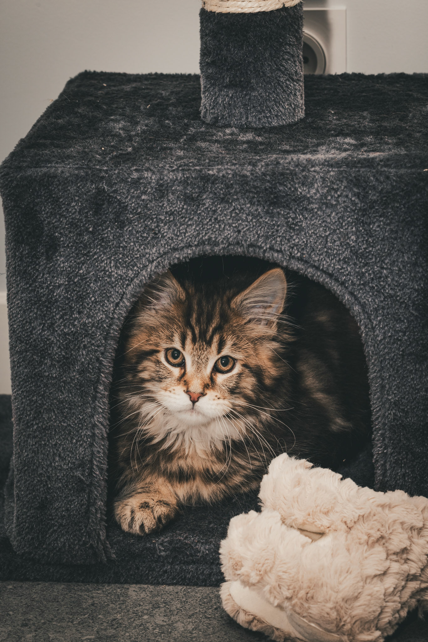 Arès - Main Coon