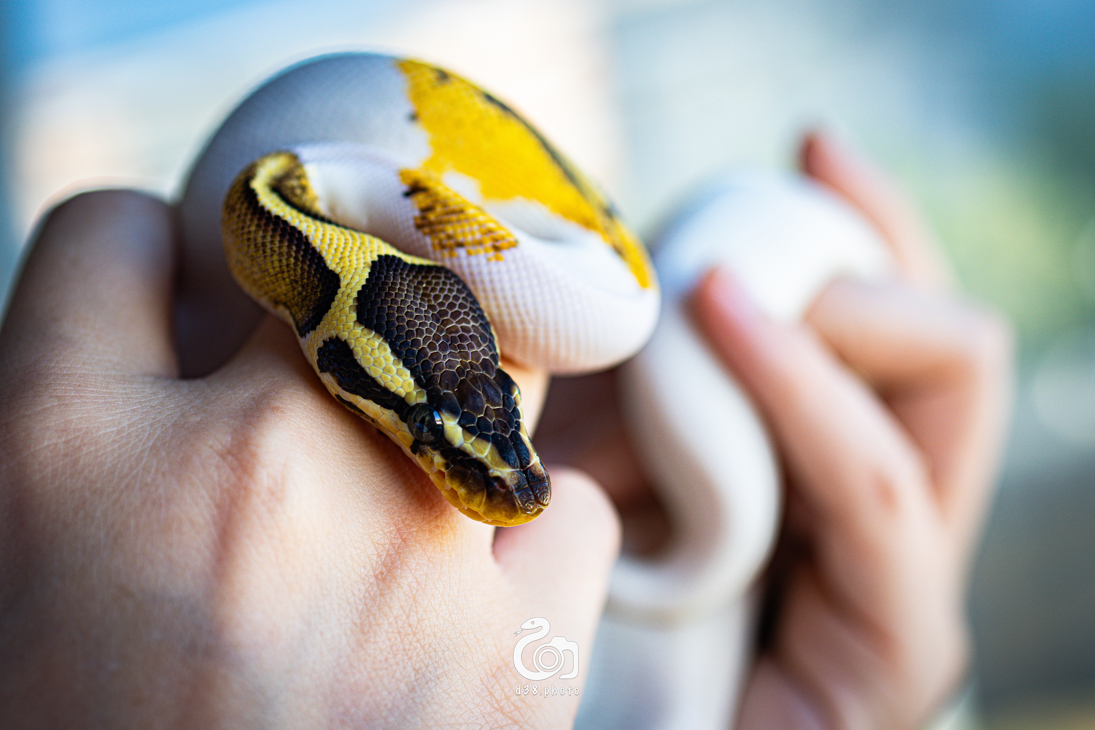 Vara - Python Regius Pastel YB Piebald 🐍
