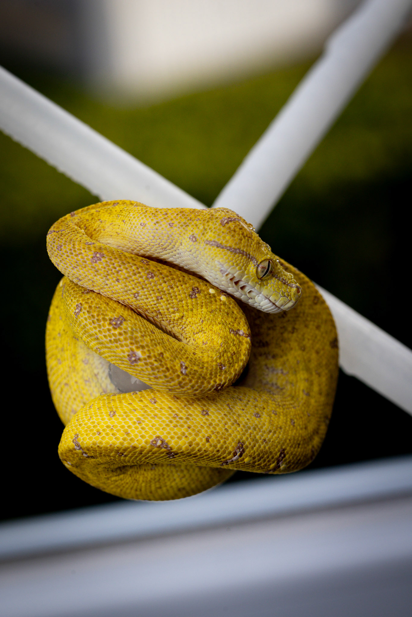 Loki - Morelia Viridis - Localité Aru 🐍