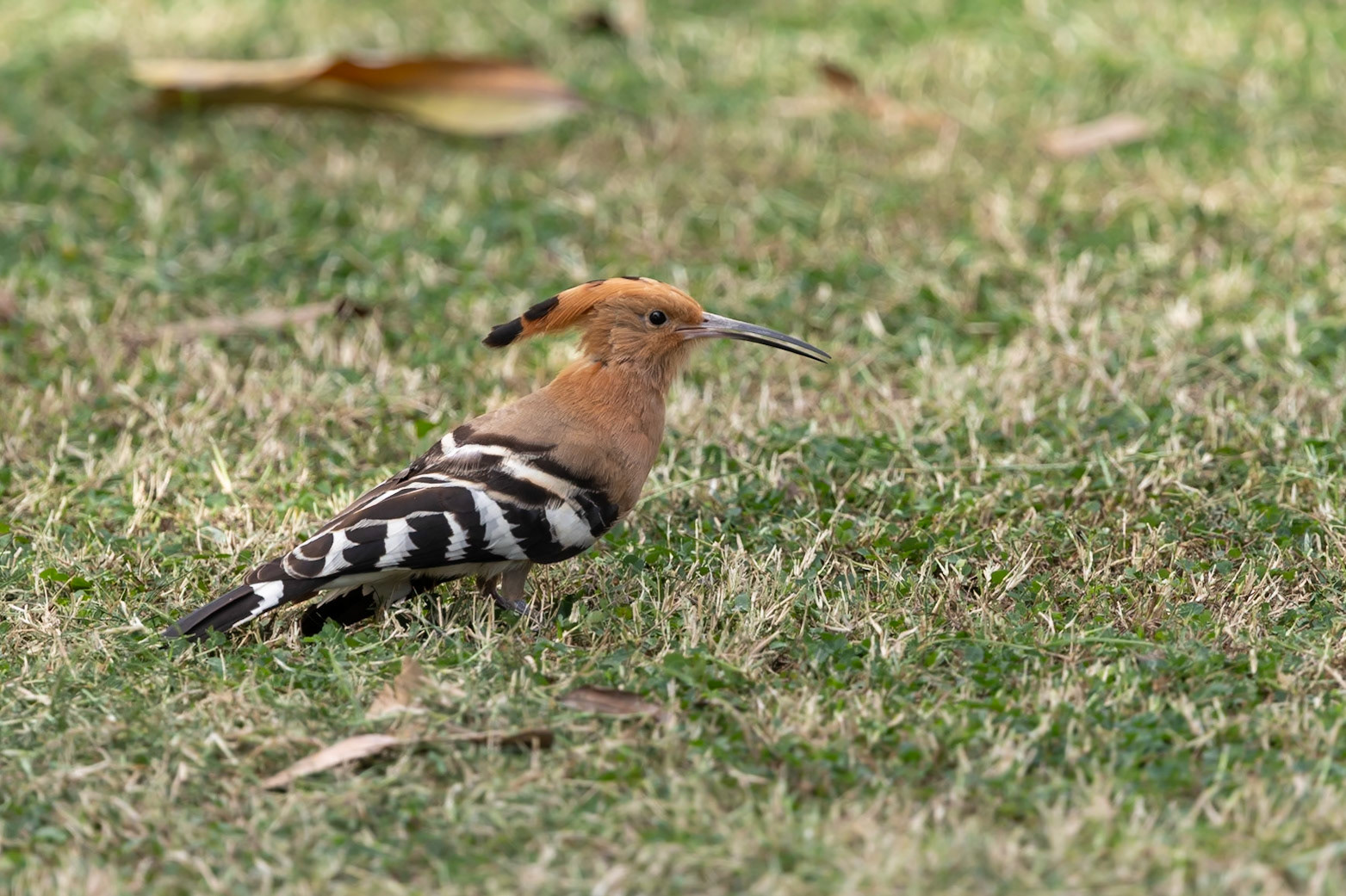 Common Hoopoe