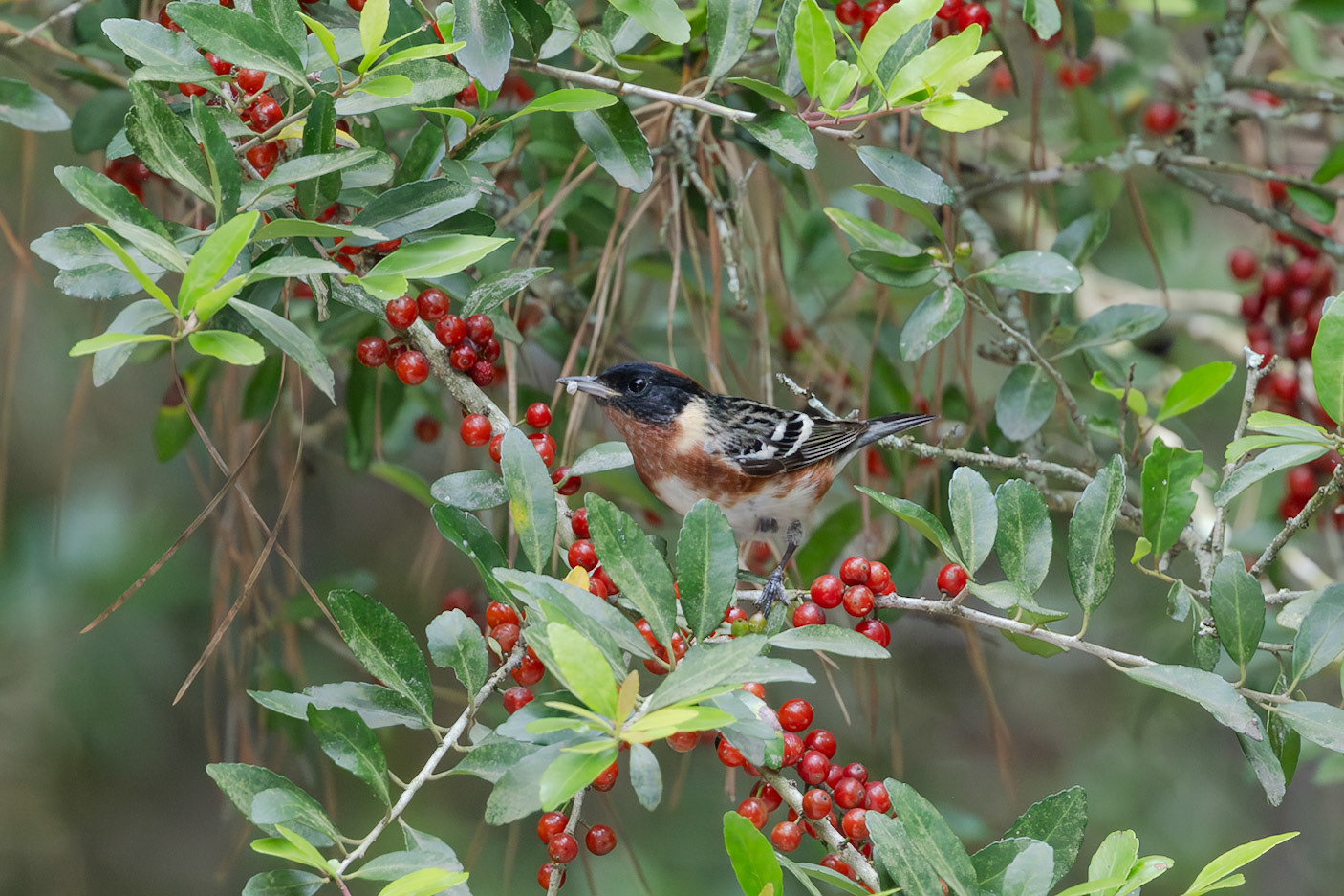 Bay-breasted Warbler