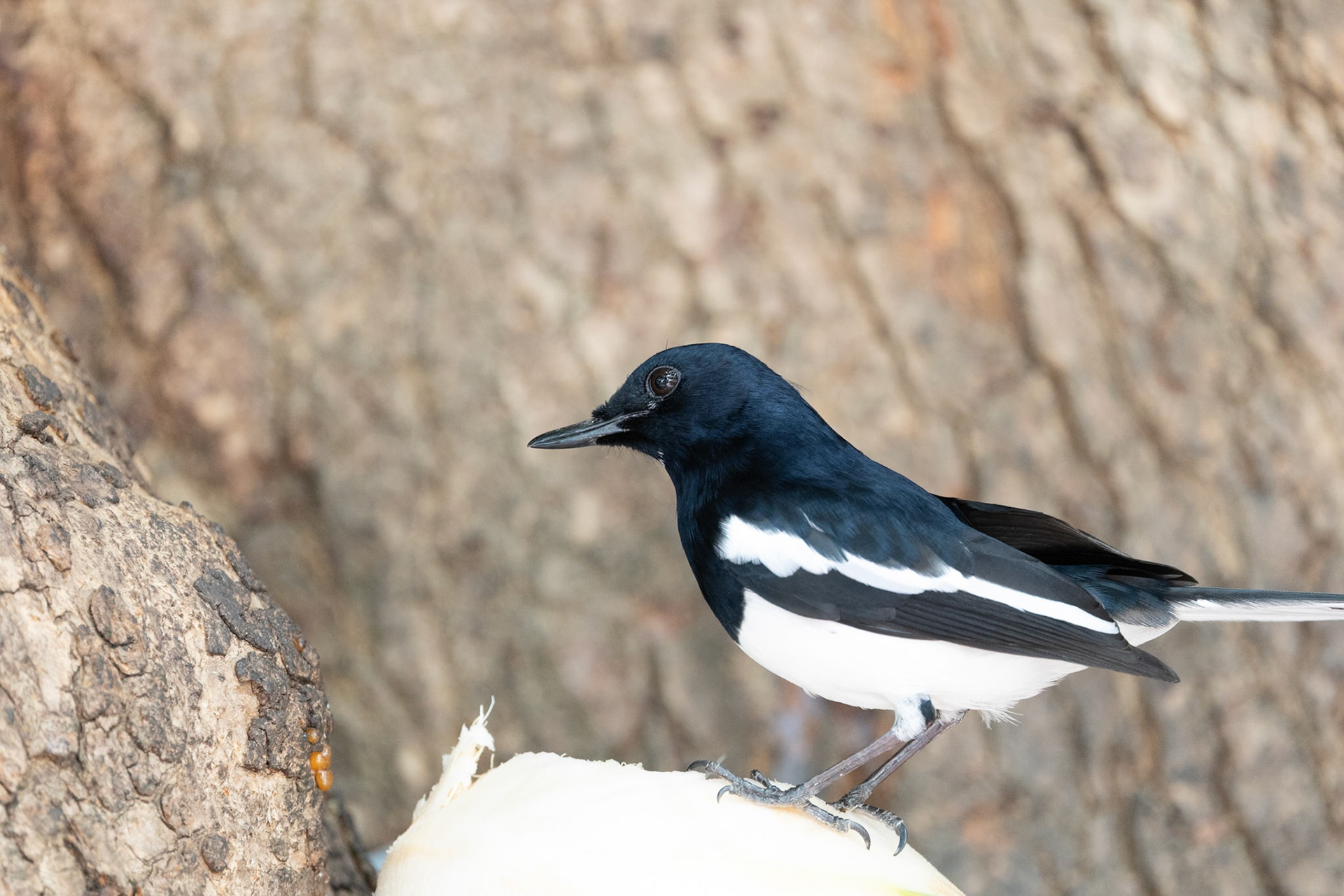 Oriental Magpie-robin