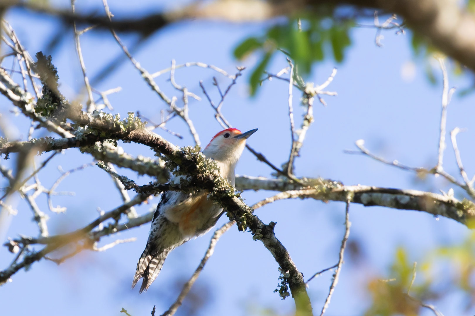 Red-bellied Woodpecker