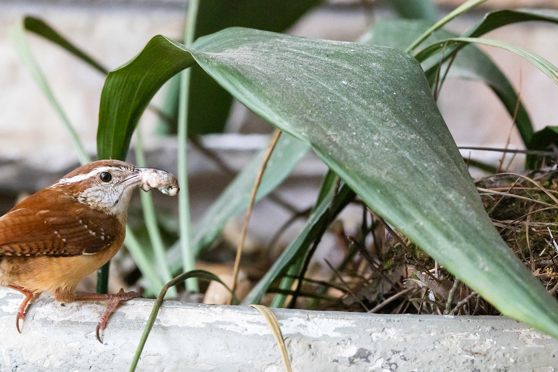Feeding Nestlings, Carolina Wren