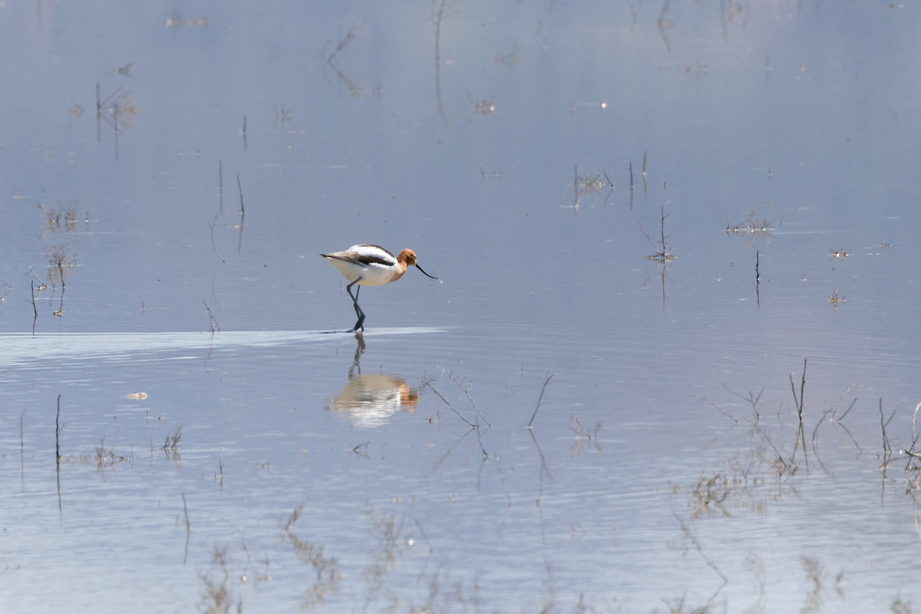 American Avocet