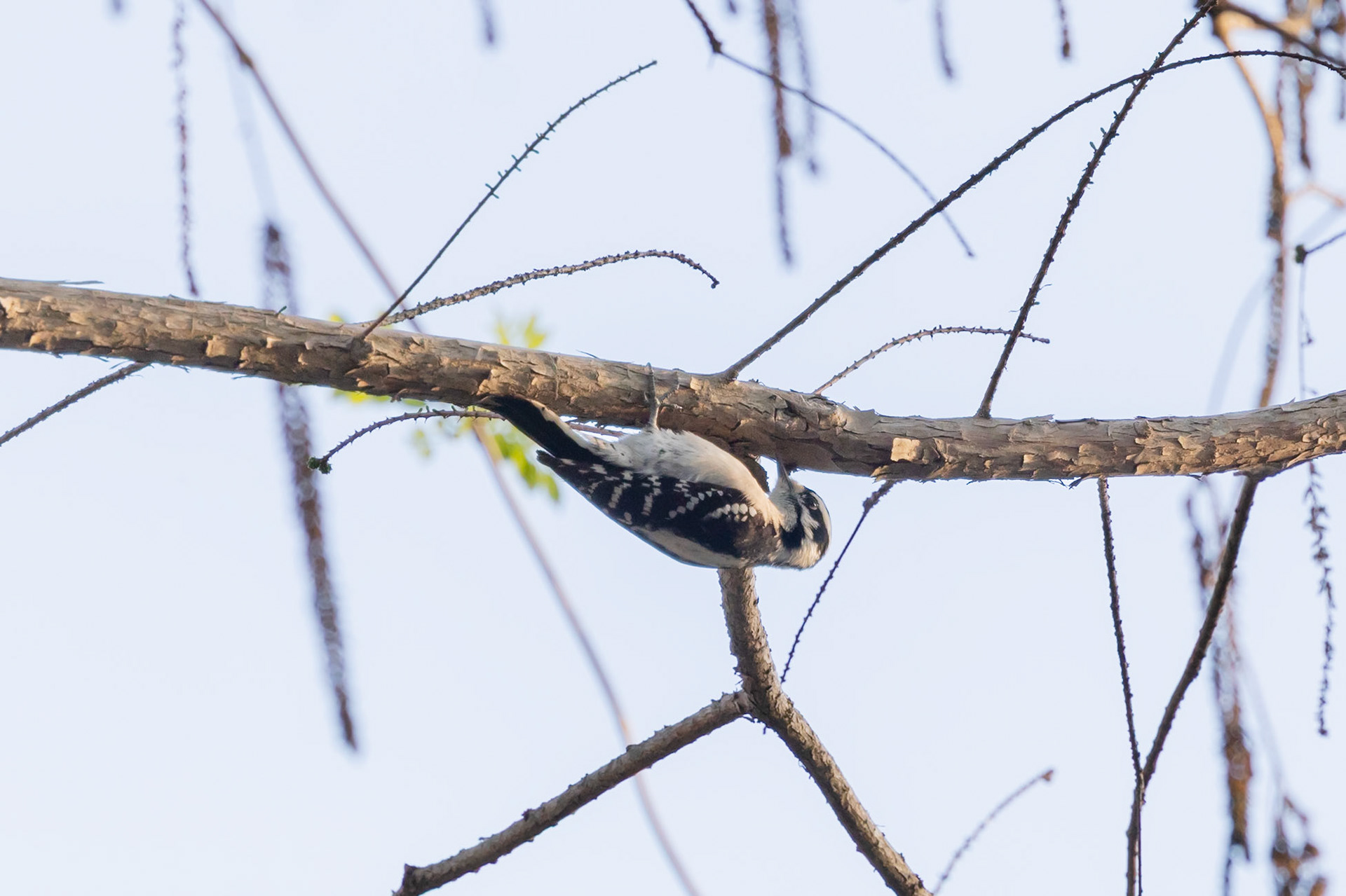 Downy Woodpecker