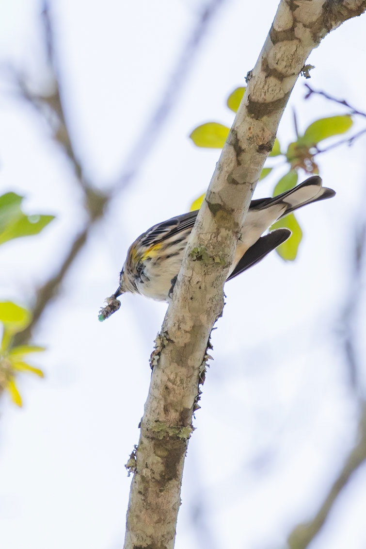 Yellow-rumped Warbler