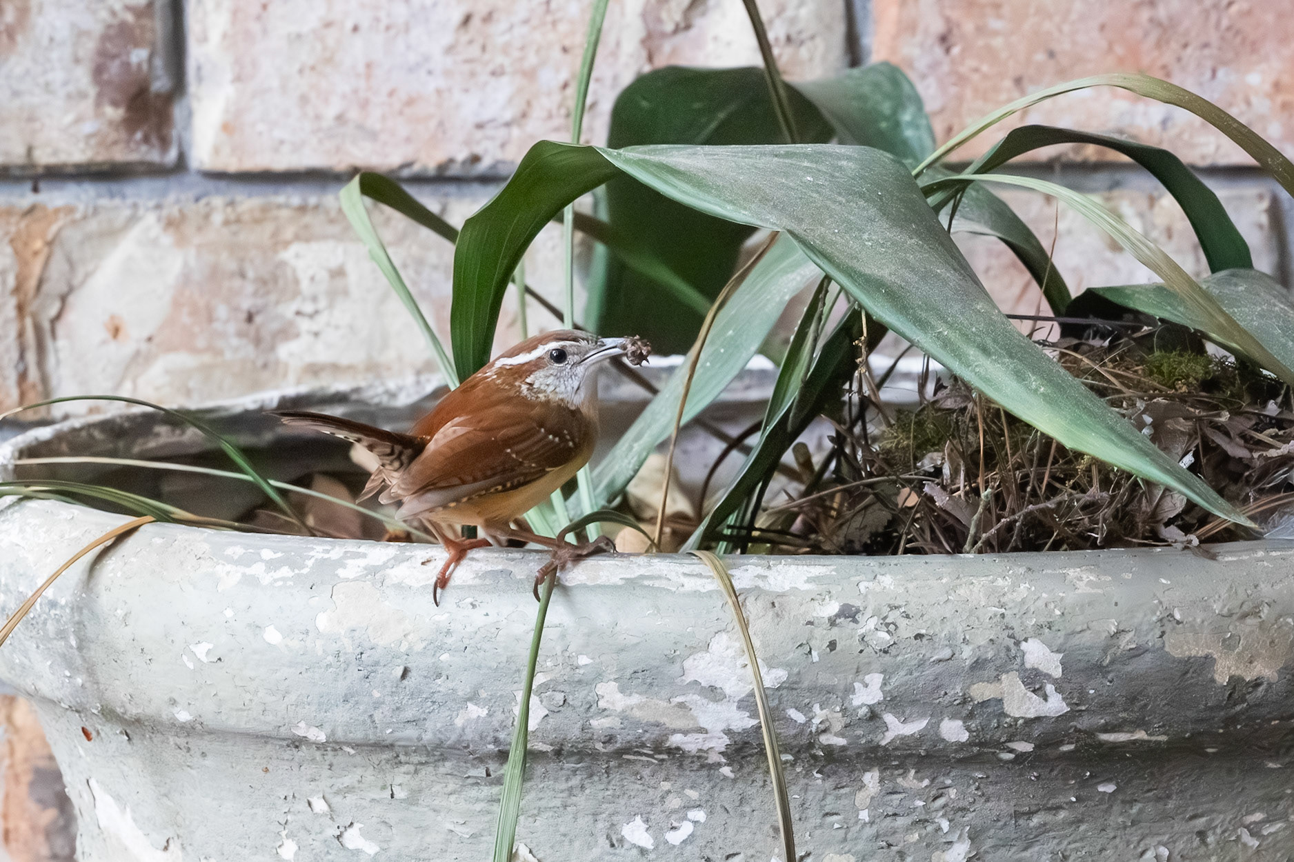 Feeding Nestlings, Carolina Wren