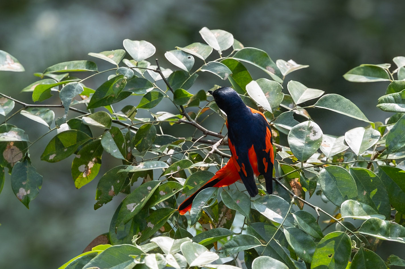 Long-tailed Minivet, male