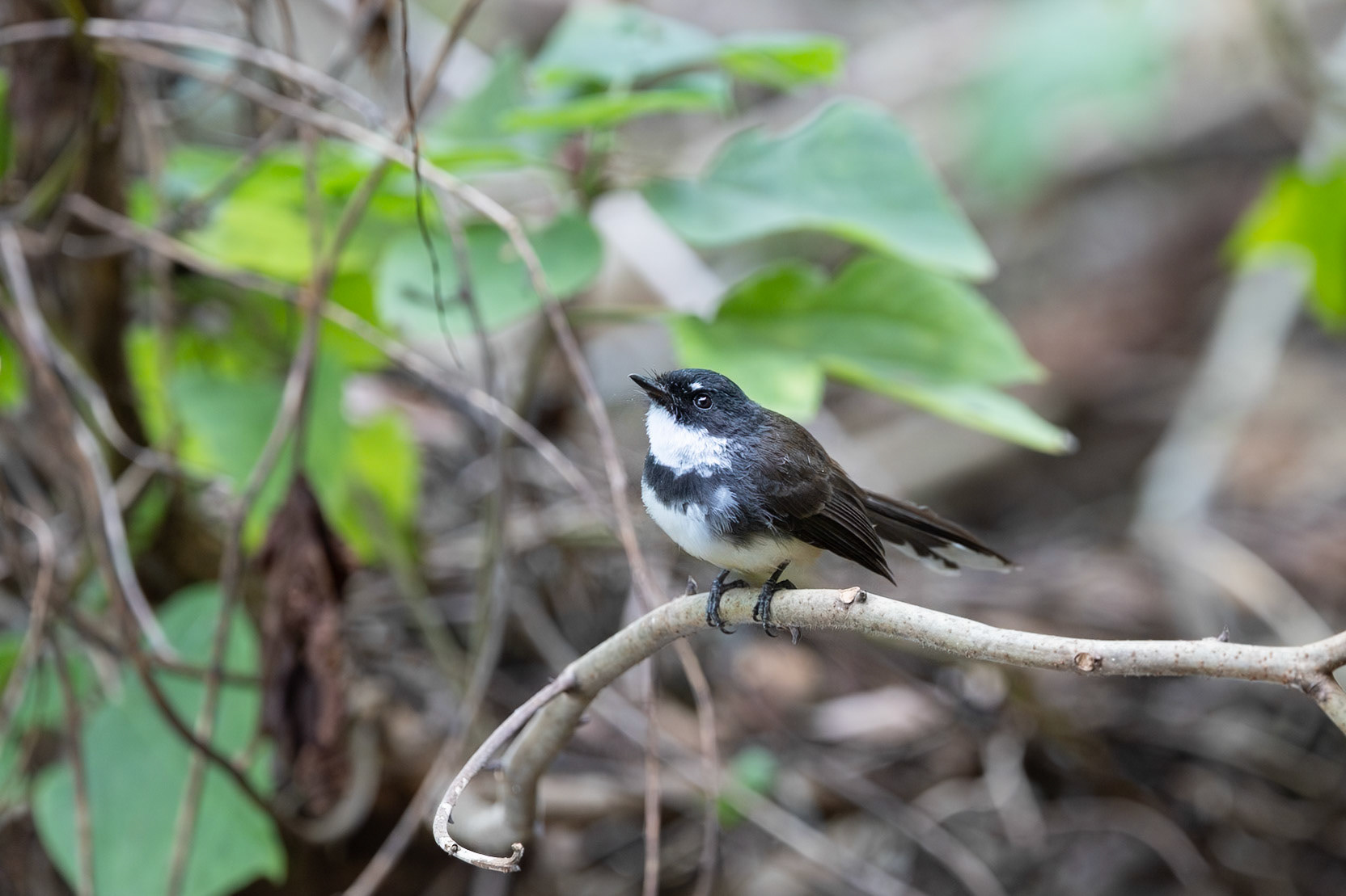 Malaysian Pied Fantail