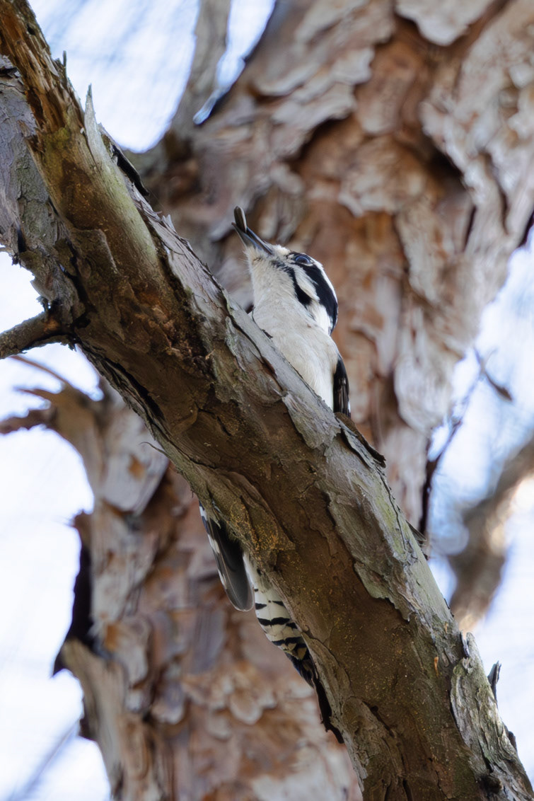 Downy Woodpecker