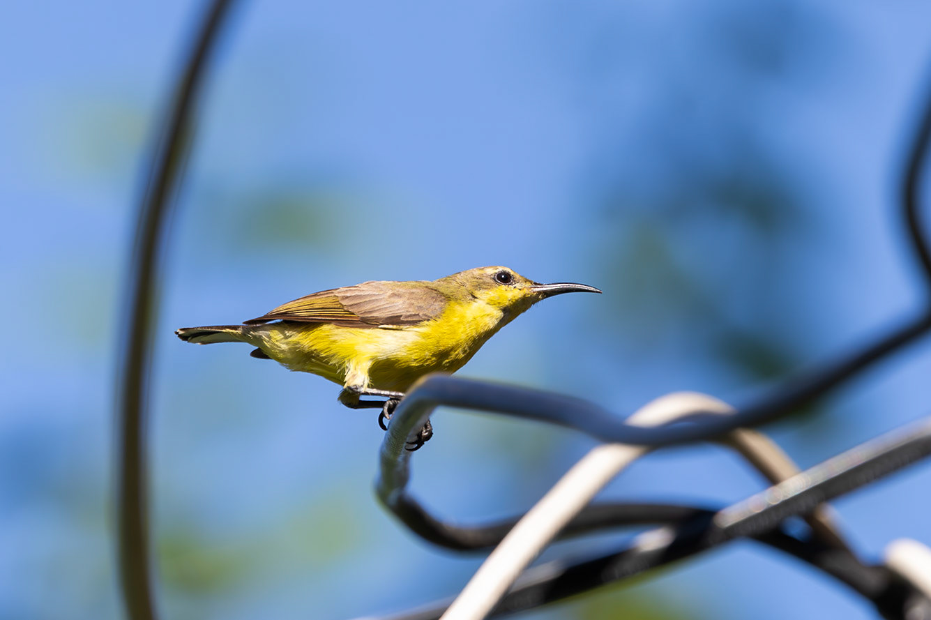 Garden Sunbird, female