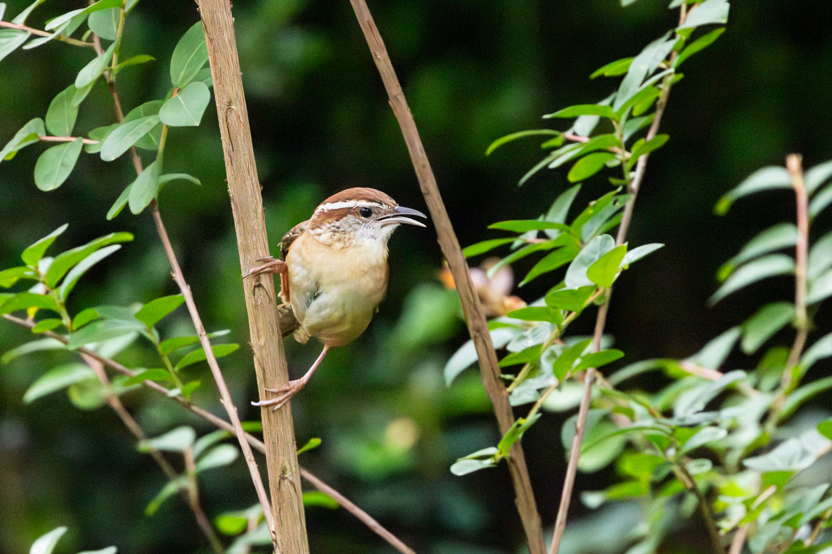 Carolina Wren, Encouraging nestlings to fledge