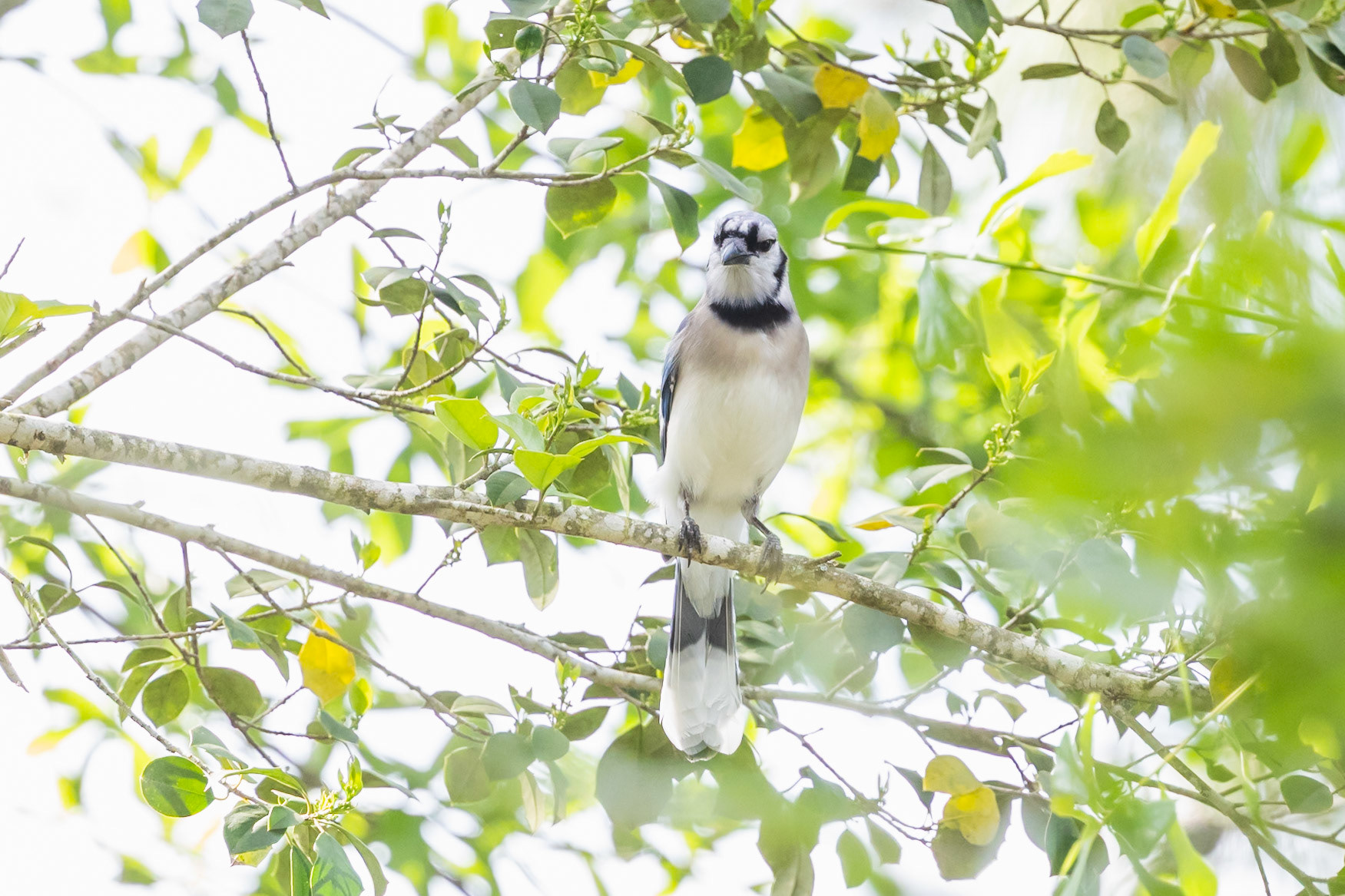 Blue Jay