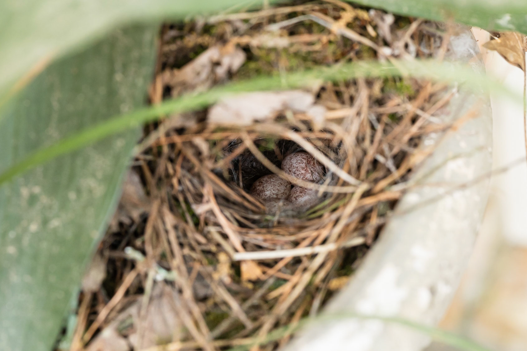 4 Eggs, Carolina Wren